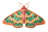 Regal moth isolated on transparent background, a colorful insect with wings
