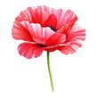 © Cahya - Watercolor painting of a vibrant red poppy flower with delicate petals and a green stem.