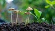© Natchooda - Close-Up of Fresh Mushrooms Growing in Rich Soil Surrounded by Lush Greenery Under Natural Light