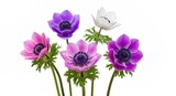 Colorful anemone flowers with stems & green fronds on a white background