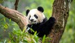 © Godong - Adorable panda bear resting comfortably in a tree