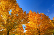 © montypeter - Beautiful autumn background. Colorful leaves on trees in fall time. Concept for nature and landscape.