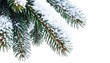 © Sunica - Close-up of snow-covered evergreen boughs against a white background, winter scene