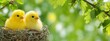 © JovialFox - Two adorable yellow chicks nestled snugly in a nest, showcasing nature's beauty and the warmth of new life.