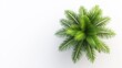 © Sinechana - 112.A top-down view of a vibrant palm tree with large, feathery leaves, isolated on a bright white background. The intricate leaf details and rich green color pop against the stark simplicity of the