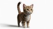 © Diki's Gallery - Adorable tabby cat with bright eyes and striped tail posing on a white background, perfect for pet-related designs