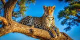 Leopard in Tree, Blue Sky, Wildlife Photography, African Savannah, Nature