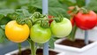 © Chatchanan - Growing fresh tomatoes in greenhouse garden photography indoor close-up horticulture and sustainability