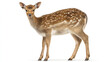 © Sajib - A young fallow deer standing, facing forward with a white background in full view shot