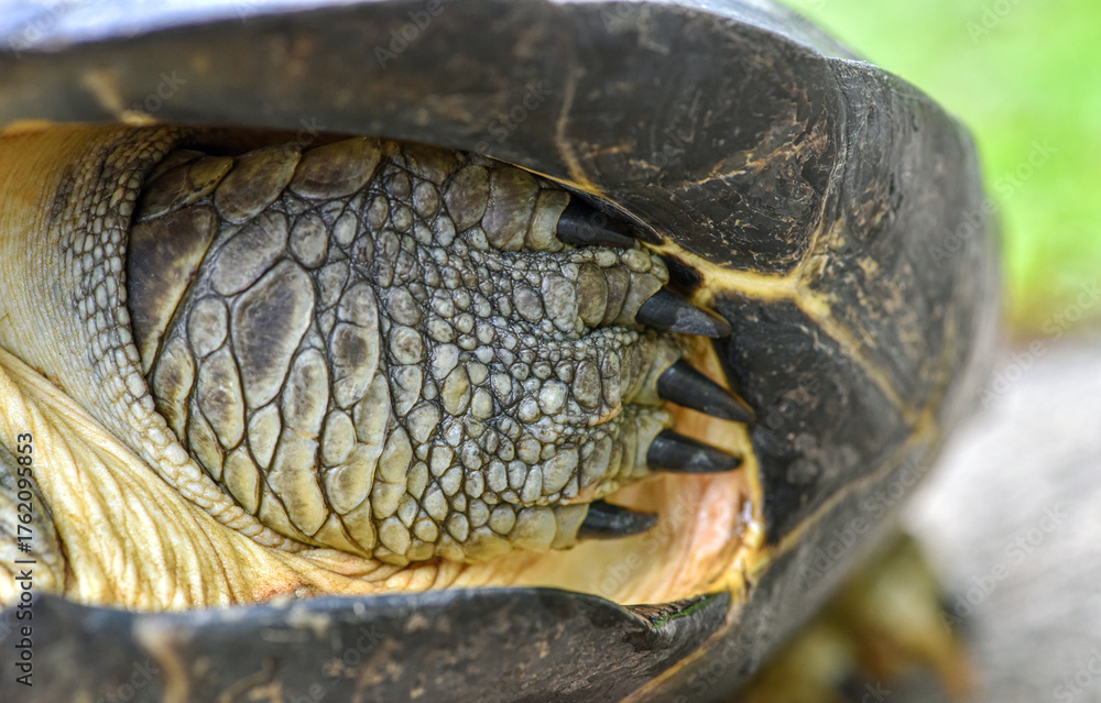 yellow headed temple turtle , Close up view of his scaled armor plated ...
