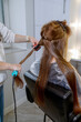 © Anna - well groomed hair straightening. hair master hands in process of haircuts on background