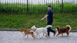 © Михаил Решетников - A man walks three different dogs.