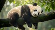 © Fharz - Giant panda resting on a tree branch, looking relaxed and comfortable in its natural habitat.