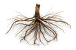 © IDNProdesign - A complex dried root system
