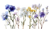 watercolor wildflowers, pastel botanical flowers, white background
