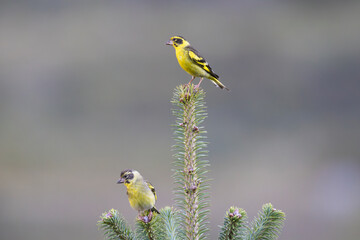  Yellow-breasted greenfinch