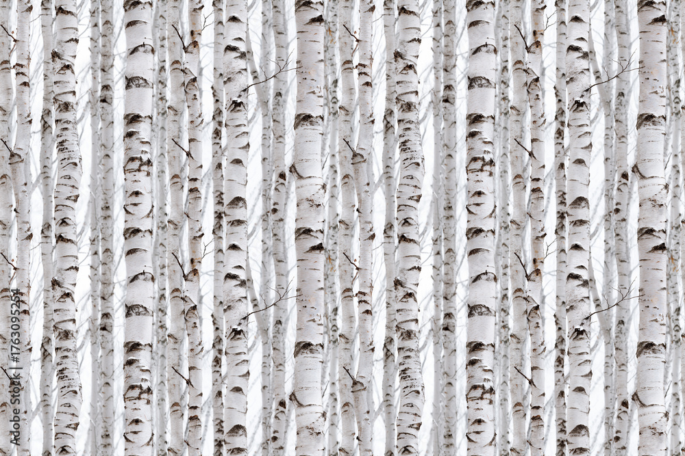 Seamless birch forest pattern with white tree trunks and dark bark ...