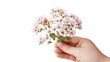 © T Studio - Hand Holding Delicate Pink Flowers: Spring, Romance, Minimalist