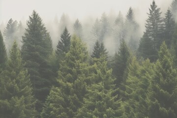  Forest land backgrounds landscape.