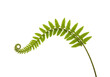 © Paul - Isolated Fresh Fern Leaf Unfurling, Green Frond Sprouts, Botanical Beauty, Wild Plant, Natural