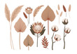 © Riswan - A collection of bohemian style dried plants and flowers including pampas grass, protea, cotton, and palm leaves.