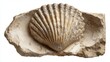 © Athirat - Fossil shell imprint isolated on white background