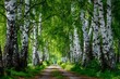 © Lubos Chlubny - Birch trees lining path through spring forest
