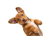 © Tanicsean - Brown and white puppy lying on back looking up playfully with big eyes, isolated on a transparent background