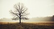 © Aqeela - Peaceful scene of a bare tree standing tall in a vast open field under a warm morning sunlight