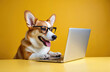 © Pete - Happy corgi dog with glasses works on laptop. Cute pet sits at yellow desk, smiles, types on keyboard. Smart puppy remote learns office work. Funny animal uses computer tech, engaged in online