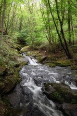  新緑の滝川渓谷
