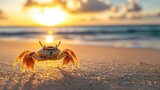 Small crab on a sandy beach at sunset illuminated by the evening sun showcasing the charm of marine crustaceans by the ocean
