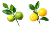 © Al-Mamun - Two green limes and two yellow oranges on branches isolated on transparent background
