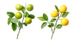 © Al-Mamun - Two lemon branches with ripe yellow and unripe green lemons isolated on transparent background