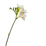 Closeup of a delicate white freesia flower isolated on transparent background