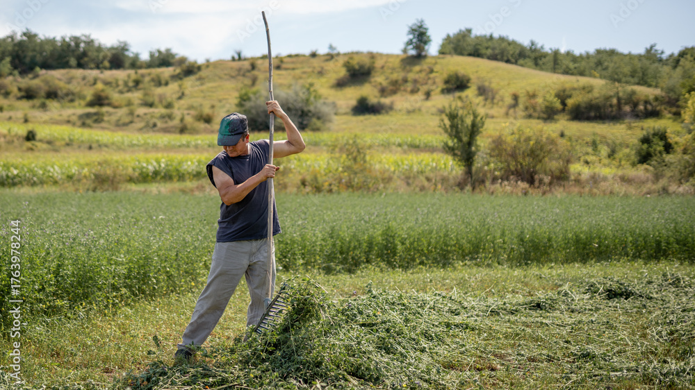Farmers Raking Romanian farmer raking fresh hay in a traditional way, working in rural ...
