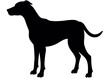 © shahbaztan - Silhouette of a dog standing in profile with a short tail and defined muscular structure shown clearly here created with generated ai