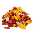 © Von - A pile of colorful autumn leaves on a white background.