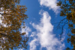© Дмитрий Ганжеев - Seasonal canopy edges meeting soft cumulus across deep azure background