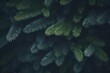 © nsit0108 - Deep green pine branches create a rich, textured backdrop, perfect for nature inspired designs