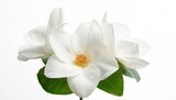 Close-up of three white gardenia blossoms on a plain white backdrop