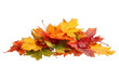 © Rony - Pile of Colorful Maple Leaves Displaying Autumn Fall Season