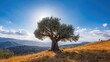 © TheWaterMeloonProjec - Mountain Slopes Adorned with Olive Trees in a Historic Region