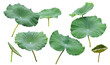 © POSMGUYS - Collection of green lotus leaves or Set fresh of green lotus leaf isolated. Waterlily or lotus plants, bush. Png transparency