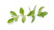 © CryptoCanvas - Single sprig of bay leaves on a white background