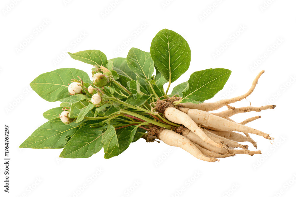cinderella rose plant Cinderella® Fairytale® Bare Root Rose main image 0