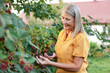 © New Africa - Senior woman picking ripe blackberries from bush in garden