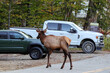 © Mark - Bull elk grazing battling in grassy meadow during fall rut.