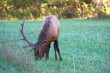 © Mark - Bull elk grazing battling in grassy meadow during fall rut.