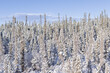 © Mila - snow covered trees